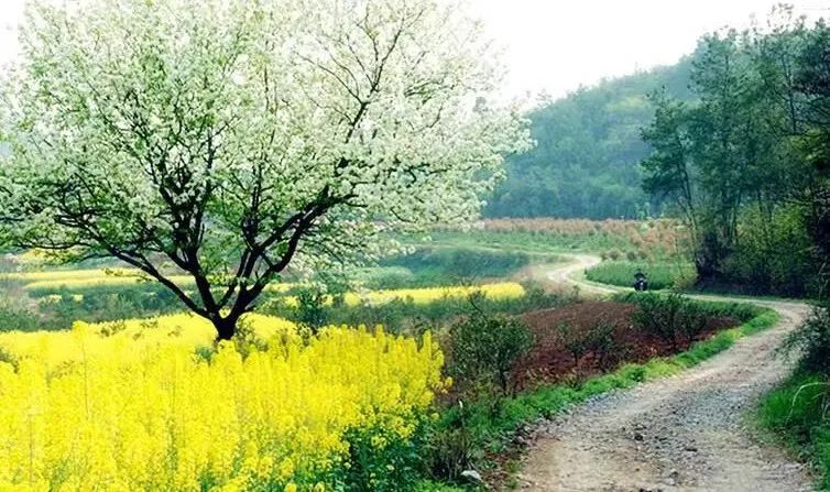 姜春霞｜梨花风起正清明（散 文）