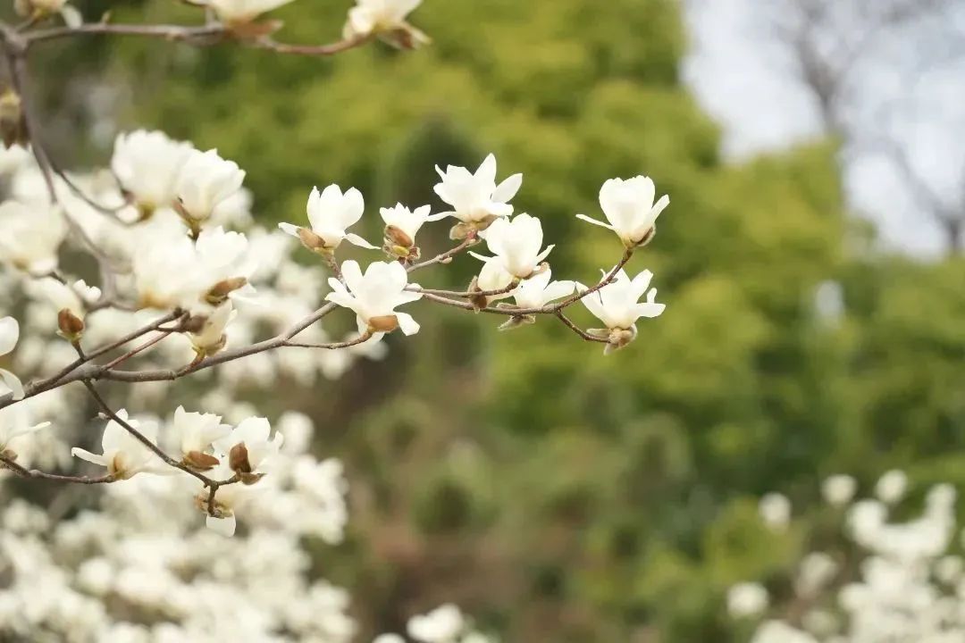 为什么报考安徽师范大学？留言区给你答案🥰