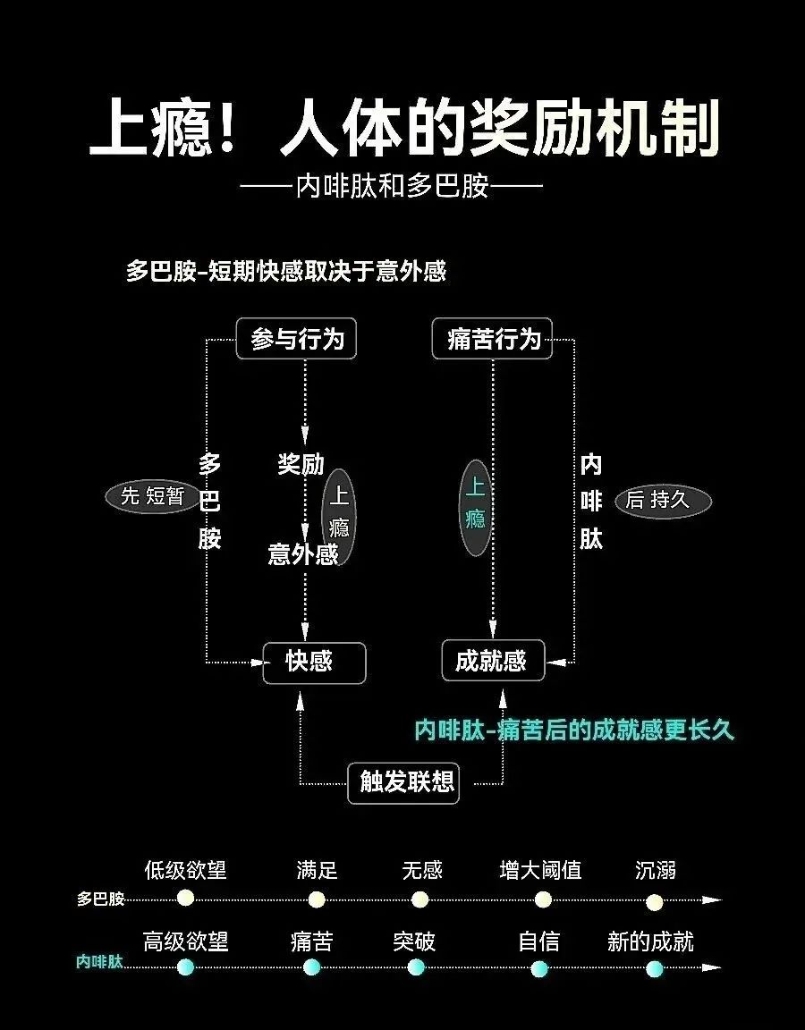 多巴胺与内啡肽：自我激励的双重奏