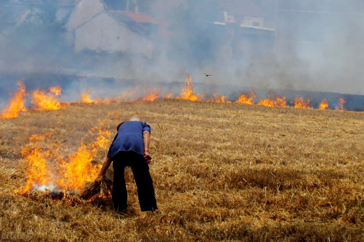 禁烧秸秆：平衡环保与农民诉求之路