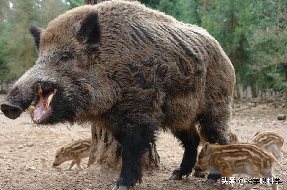 野猪移出“三有名录”：生态与民生的新平衡