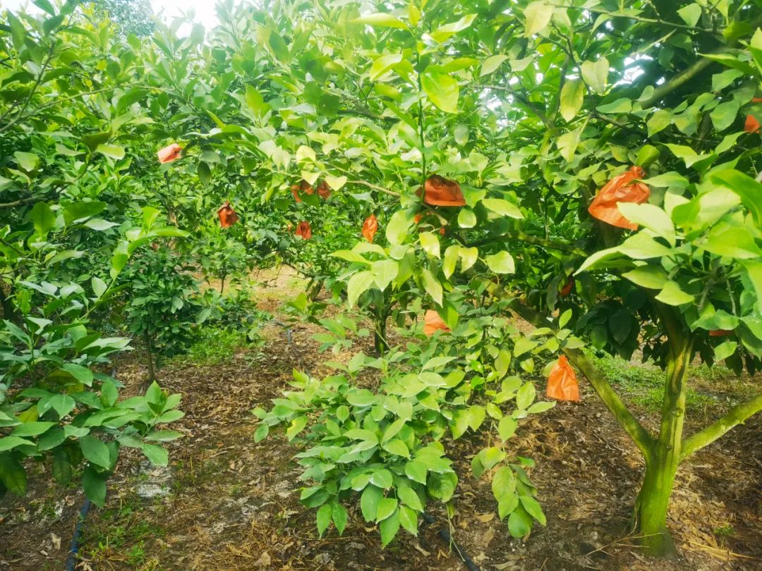 打工人的“续命水”，要涨价了？