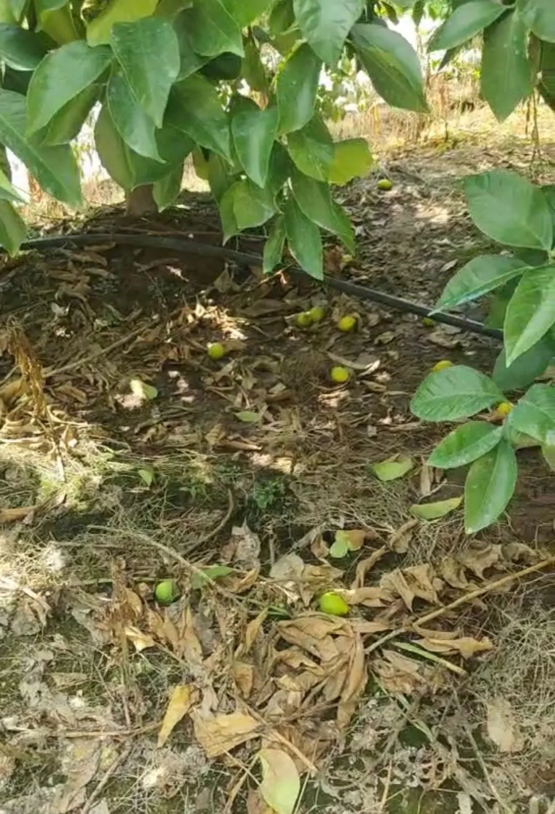 打工人的“续命水”，要涨价了？